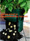 7 Gallon Grow Bags /Aeration Fabric Pots w/Handles (Black),Breathable Non-woven plant pots with handles 40 gal grow bags