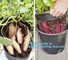 Tomato Potato Carrot Onion Peanut Growing Pot Garden Planter Pot,PP potato grow pot planting bag, bagplastics, bagease